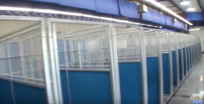 Egy nap alatt az összes állatot örökbefogadták erről a menhelyről - videó