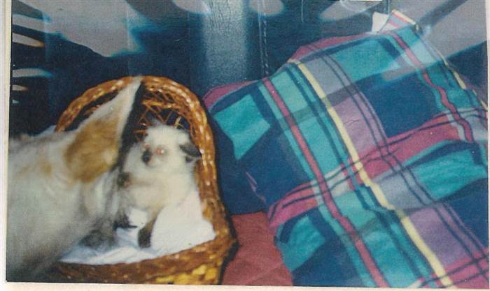 30 éves a világ legidősebb macskája, a sziámi Scooter 