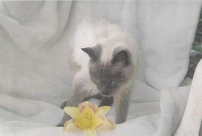 30 éves a világ legidősebb macskája, a sziámi Scooter 