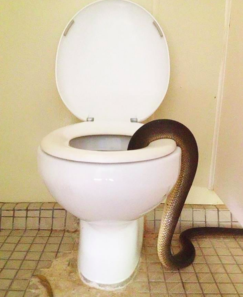 Piton riogatott a női mosdóban