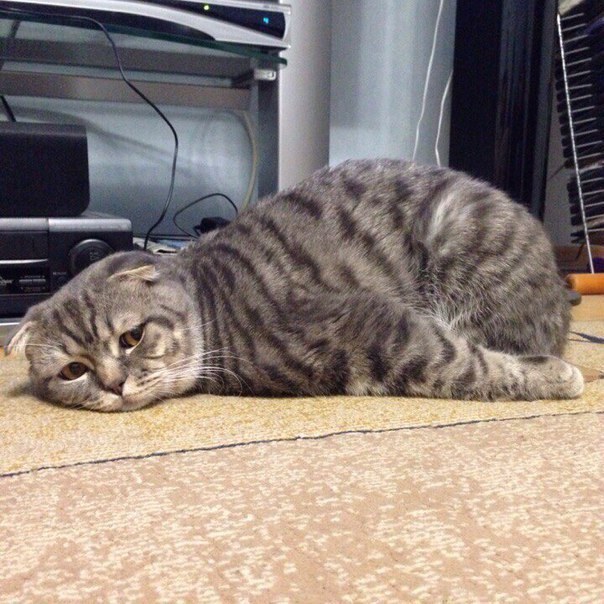 Extracuki, vicces fotók macskákról Extracuki, vicces fotók macskákról