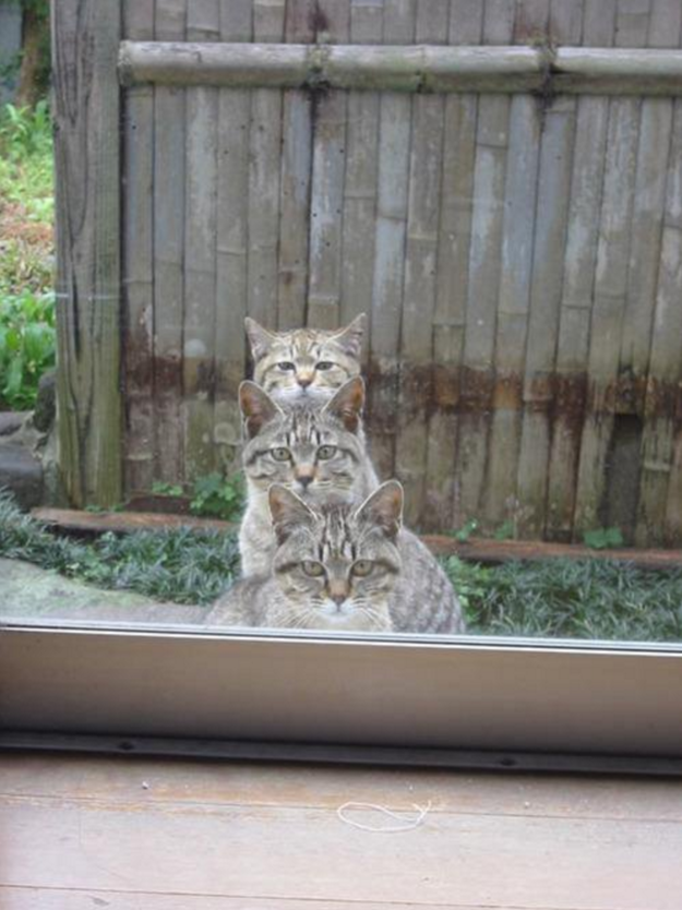 Extracuki, vicces fotók macskákról Extracuki, vicces fotók macskákról