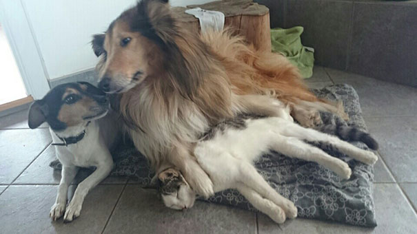 Találkozásuk első pillanata óta elválaszthatatlan a kutya és a cica - tündéri fotók Találkozásuk első pillanata óta elválaszthatatlan a kutya és a cica - tündéri fotók