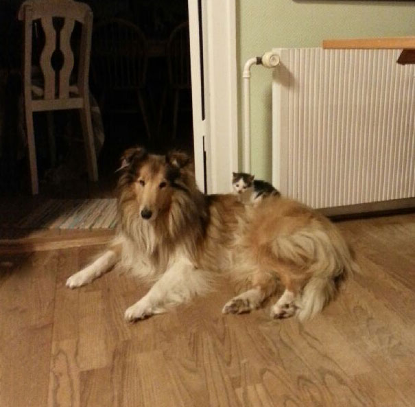 Találkozásuk első pillanata óta elválaszthatatlan a kutya és a cica - tündéri fotók Találkozásuk első pillanata óta elválaszthatatlan a kutya és a cica - tündéri fotók