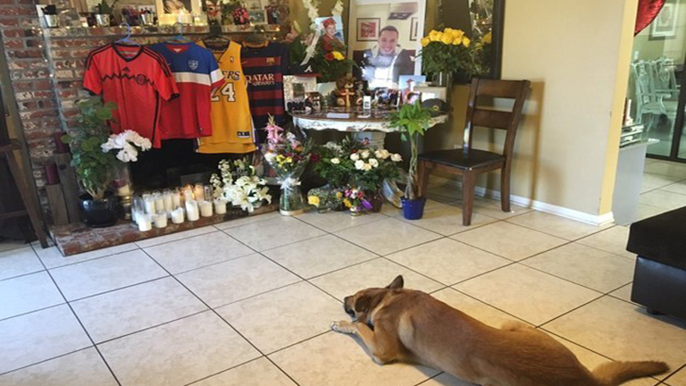 Szívszaggató, ahogy ez a hűséges kutya gazdáját gyászolja