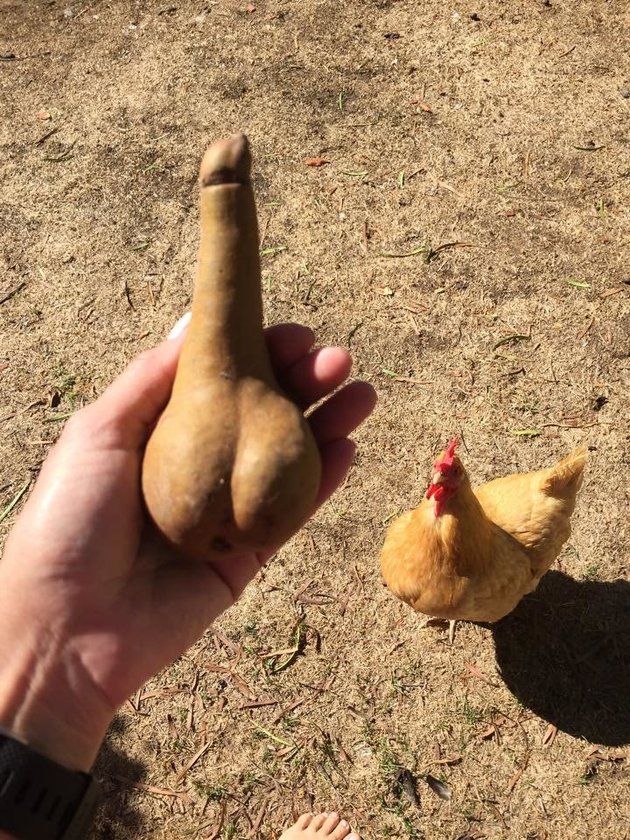 Aukción árulja a péniszformájú padlizsánt a férfi Aukción árulja a péniszformájú padlizsánt a férfi