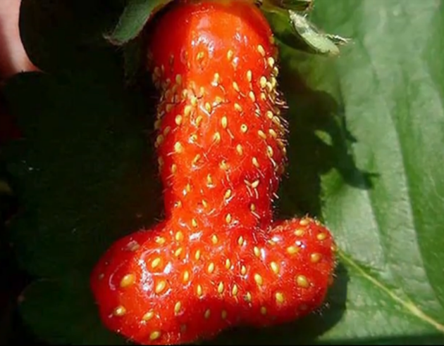 Aukción árulja a péniszformájú padlizsánt a férfi Aukción árulja a péniszformájú padlizsánt a férfi