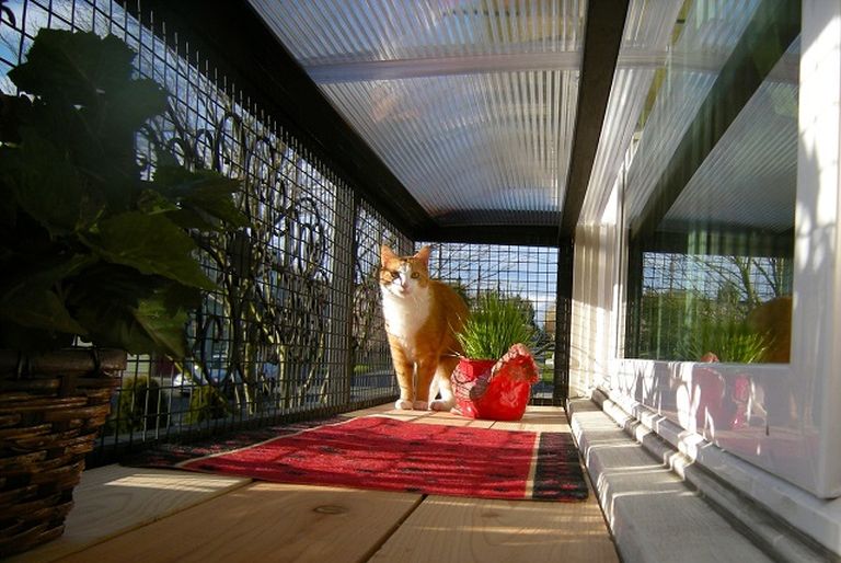 Kifutó lakásban tartott macskáknak Kifutó lakásban tartott macskáknak