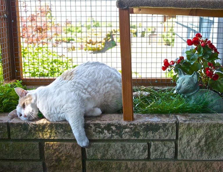 Kifutó lakásban tartott macskáknak Kifutó lakásban tartott macskáknak