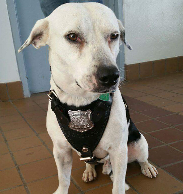 Besétált a rendőrségre a gazdátlan kutyus – munkát kapott 