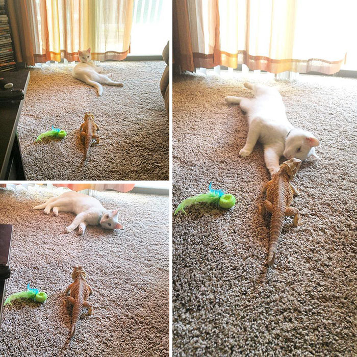 Ennél bizarrabb állatbarátságot még nem láttál: egymásra talált a macska és a gyíkféle