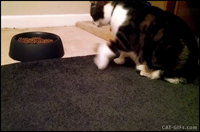 Macskaeledelt hívtak vissza - ezt ne add a cicádnak!