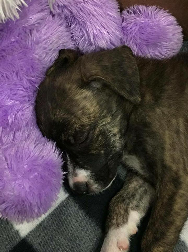 Megható dolgot tett a talált kölyökkutyával a rendőr - fotók