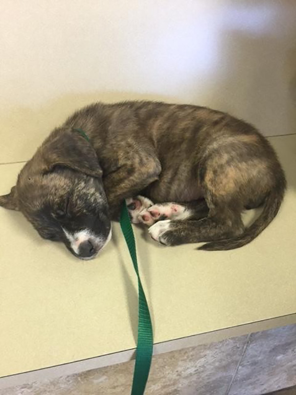 Megható dolgot tett a talált kölyökkutyával a rendőr - fotók