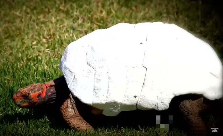 3D nyomtatott páncélt kapott a mentett teknős