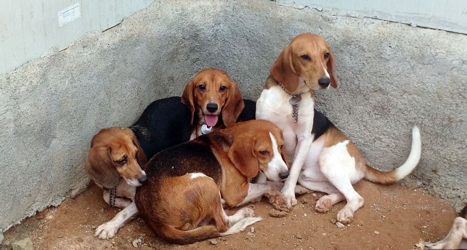 Egész életét egy laborban élte – először lát napfényt a kutya 