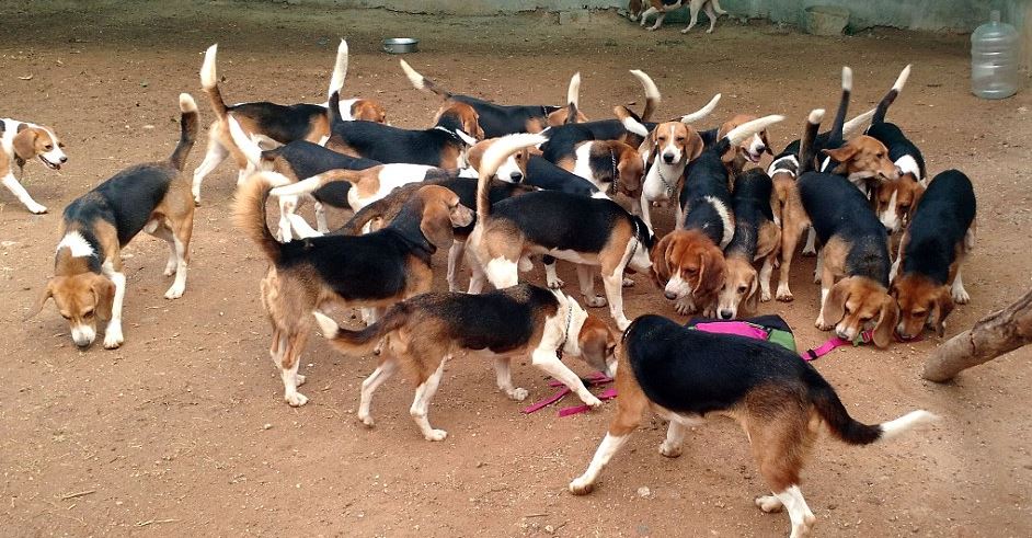 Egész életét egy laborban élte – először lát napfényt a kutya 