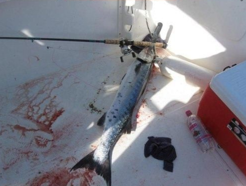 Halszörny harapdálta össze a 14 éves lány karját Halszörny harapdálta össze a 14 éves lány karját