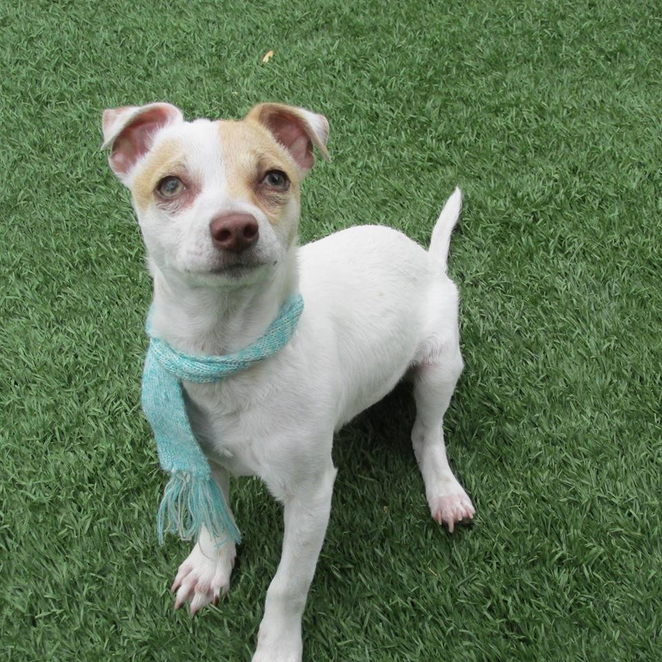 Újra találkozott megmentőjével a kábítószer függőségből felépült kutya - videó Újra találkozott megmentőjével a kábítószer függőségből felépült kutya - videó