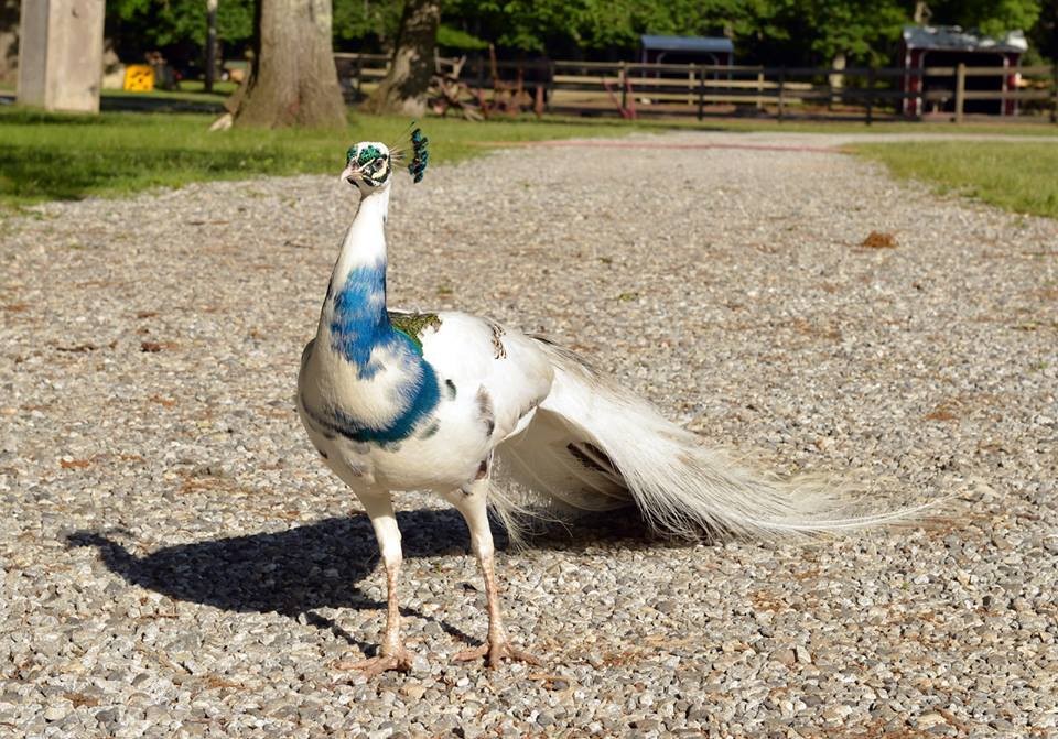 Újra megtanult járni a páva, akit elütött egy autó - fotók