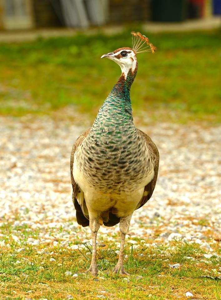 Újra megtanult járni a páva, akit elütött egy autó - fotók