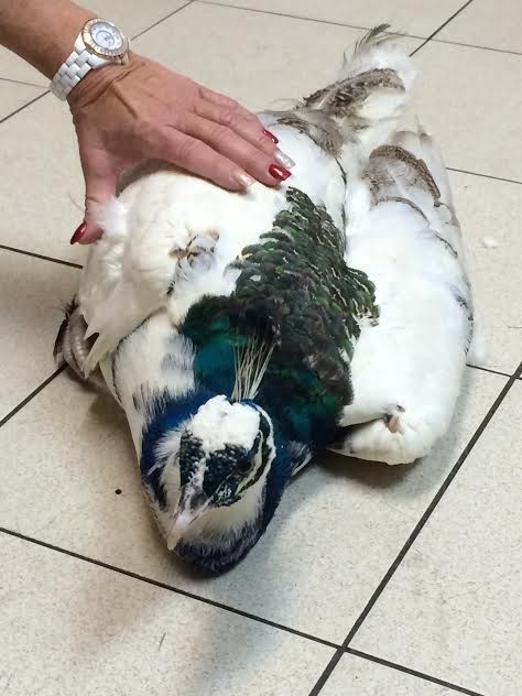 Újra megtanult járni a páva, akit elütött egy autó - fotók