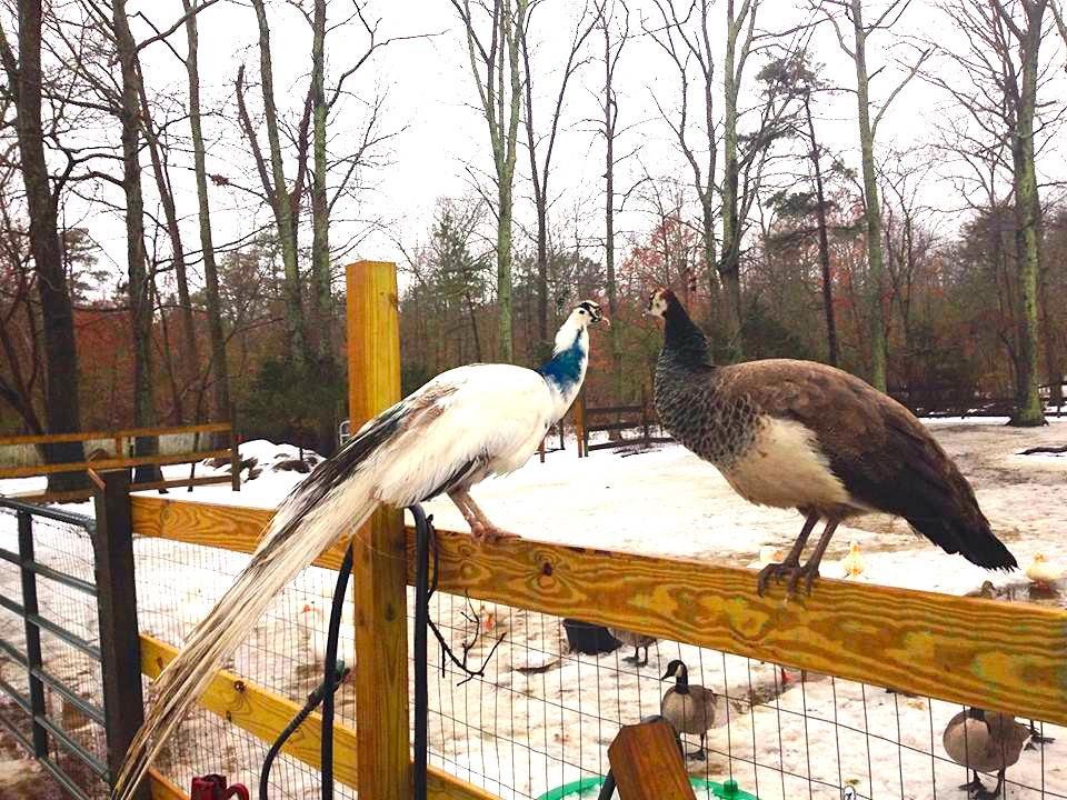 Újra megtanult járni a páva, akit elütött egy autó - fotók