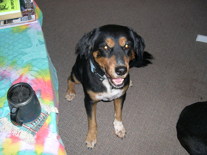 Jótestű idegen mentette meg a fuldokló kutyát Jótestű idegen mentette meg a fuldokló kutyát