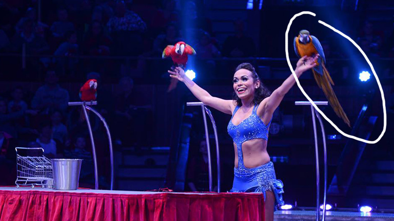 Jobbra a kalandra éhes papagáj - fotó: Fővárosi Nagycirkusz/Facebook