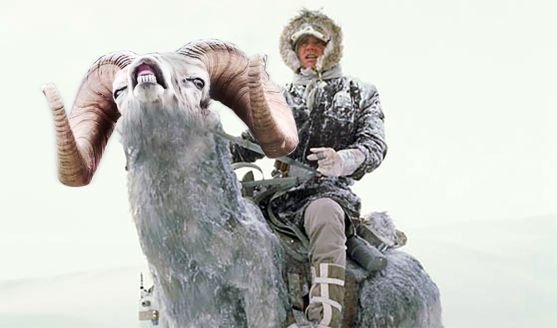 Olyan mémháborút robbantott ki ez a vadjuh, amilyet még nem láttál