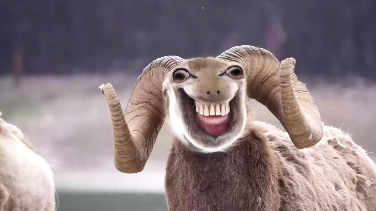 Olyan mémháborút robbantott ki ez a vadjuh, amilyet még nem láttál