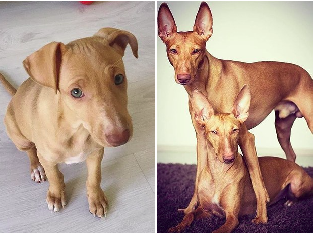 Cuki kutyafajták, amiket biztosan nem ismersz, pedig kellene!