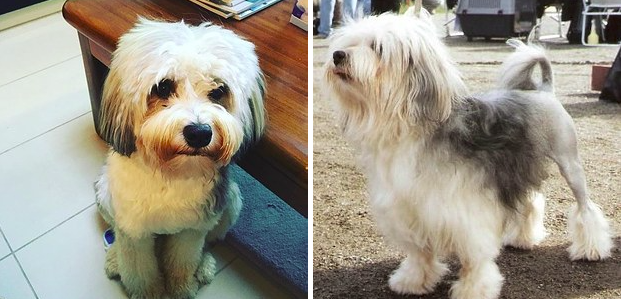 Cuki kutyafajták, amiket biztosan nem ismersz, pedig kellene!