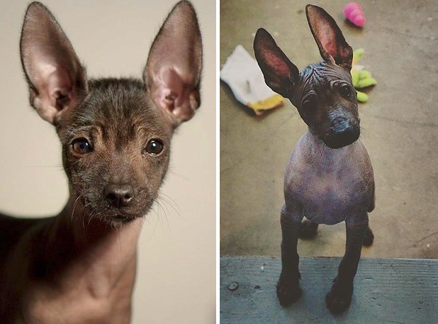 Cuki kutyafajták, amiket biztosan nem ismersz, pedig kellene!