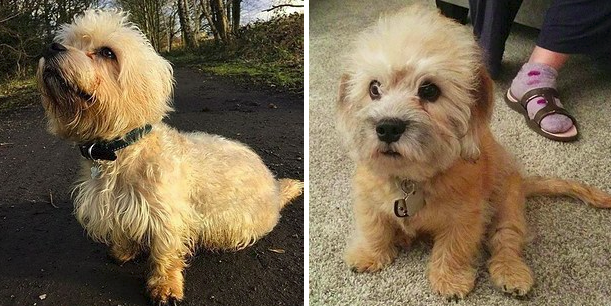 Cuki kutyafajták, amiket biztosan nem ismersz, pedig kellene!