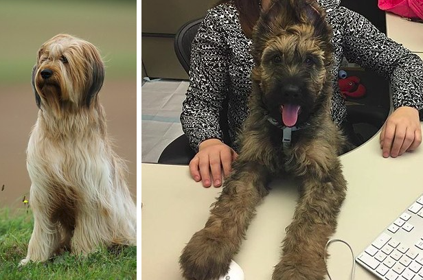 Cuki kutyafajták, amiket biztosan nem ismersz, pedig kellene!