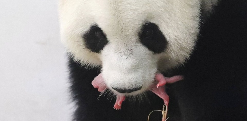 Cuki fotók: szülés után ledőlt pihenni a pandamama