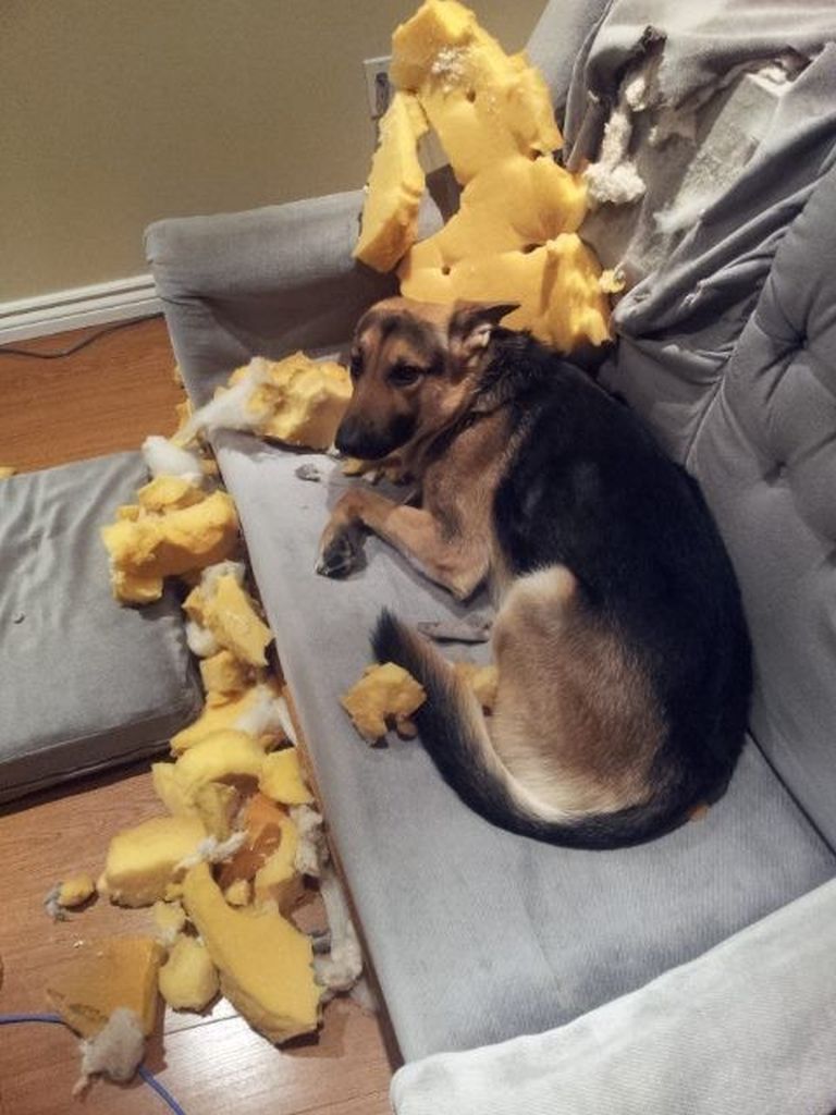 Ezeknek a kutyáknak fogalmuk sincs róla, mi történt