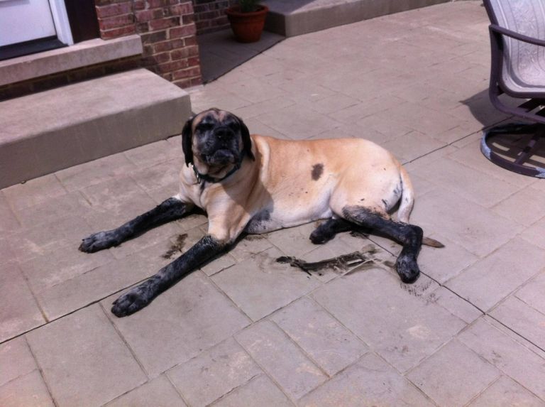 Ezeknek a kutyáknak fogalmuk sincs róla, mi történt