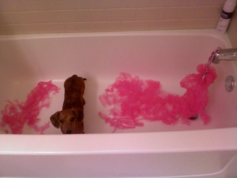 Ezeknek a kutyáknak fogalmuk sincs róla, mi történt