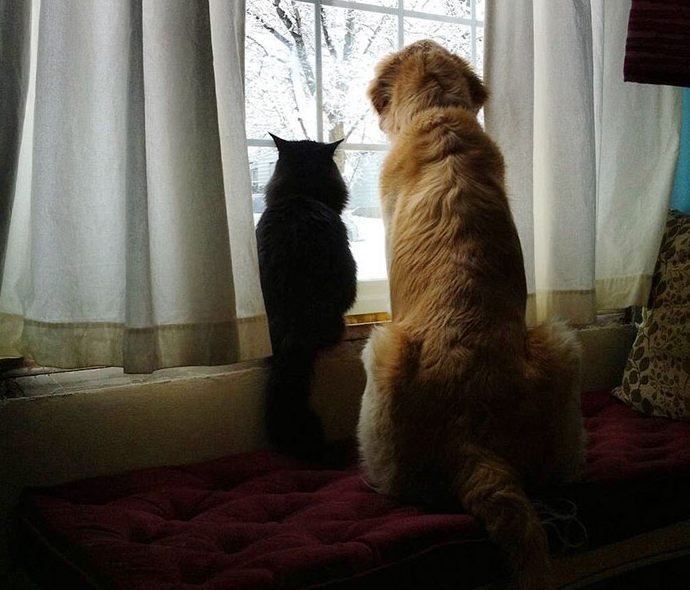 Új cicát kapott a kutya, aki a rák miatt elvesztette a legjobb barátját 