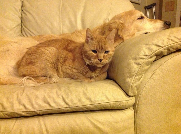 Új cicát kapott a kutya, aki a rák miatt elvesztette a legjobb barátját 