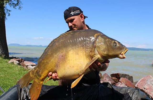 Harmadszor is horogra akadt Öreg Tükrös, a balatoni gigaponty