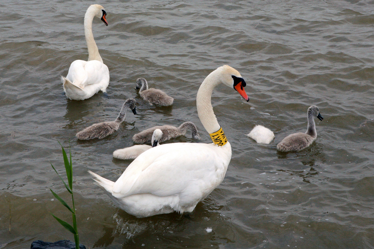 Fertő tó: egy csepp nyugalom az érintetlen természet közepén Fertő tó: egy csepp nyugalom az érintetlen természet közepén