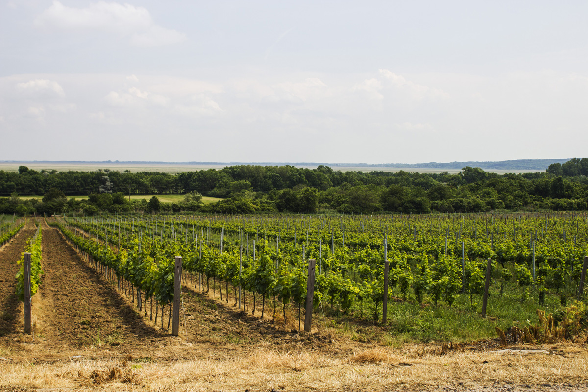 Fertő tó: egy csepp nyugalom az érintetlen természet közepén Fertő tó: egy csepp nyugalom az érintetlen természet közepén