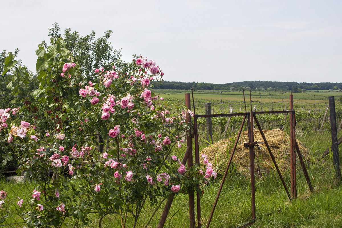 Fertő tó: egy csepp nyugalom az érintetlen természet közepén Fertő tó: egy csepp nyugalom az érintetlen természet közepén