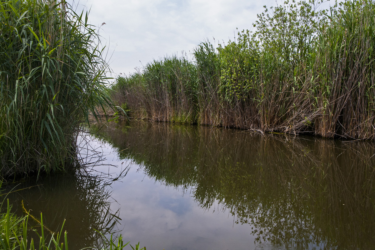 Fertő tó: egy csepp nyugalom az érintetlen természet közepén Fertő tó: egy csepp nyugalom az érintetlen természet közepén