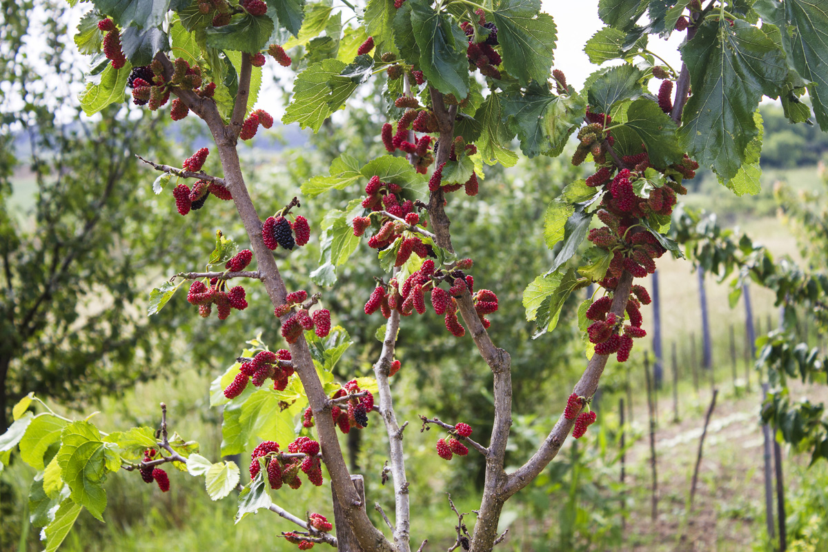 Fertő tó: egy csepp nyugalom az érintetlen természet közepén Fertő tó: egy csepp nyugalom az érintetlen természet közepén