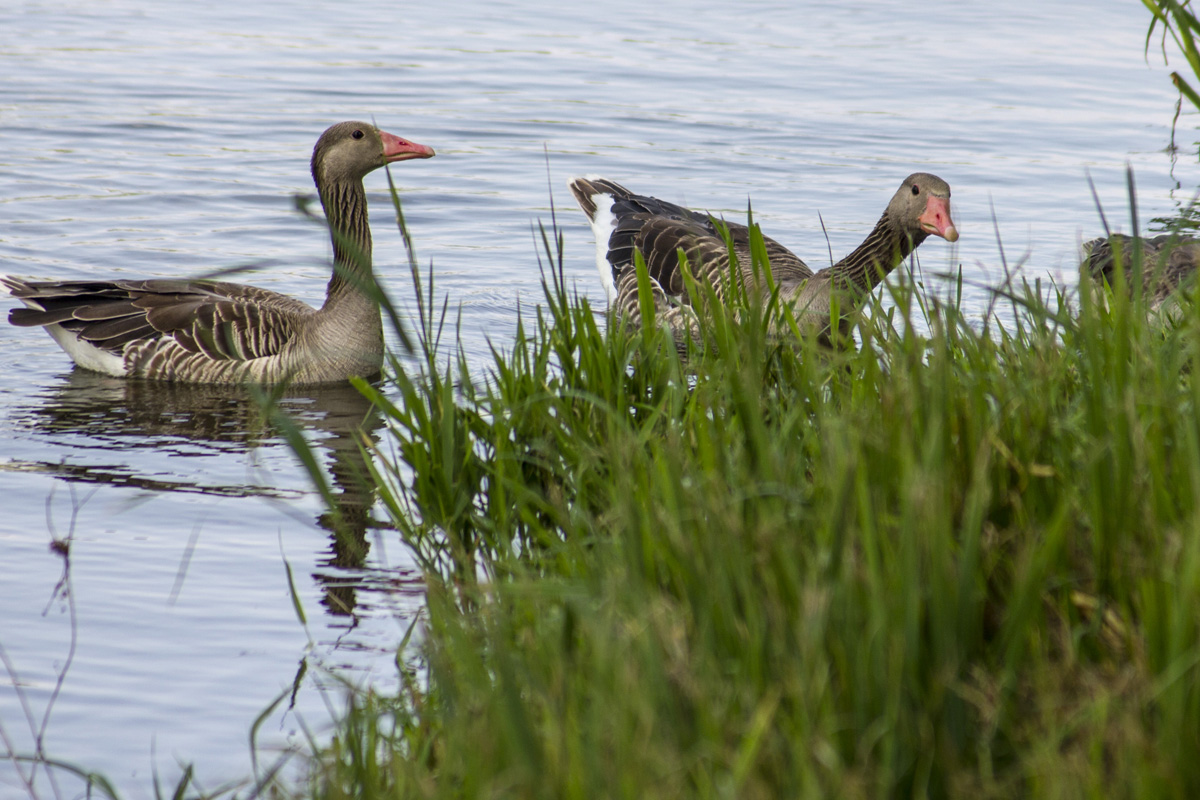 Fertő tó: egy csepp nyugalom az érintetlen természet közepén Fertő tó: egy csepp nyugalom az érintetlen természet közepén