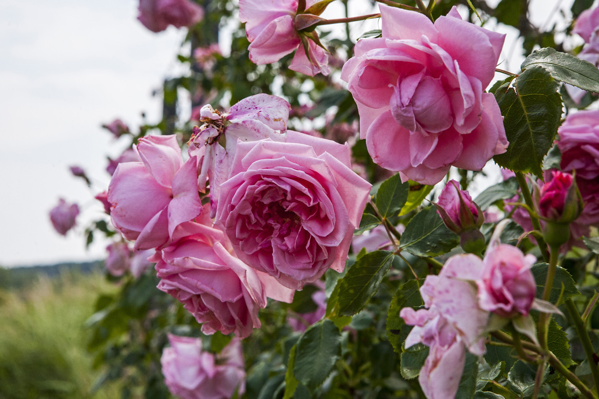 Fertő tó: egy csepp nyugalom az érintetlen természet közepén Fertő tó: egy csepp nyugalom az érintetlen természet közepén